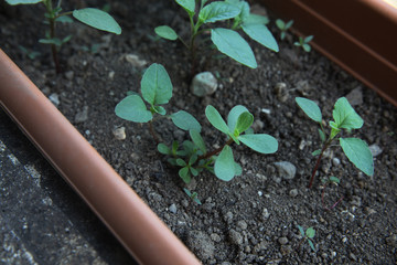 Plants growing in a flower  pot