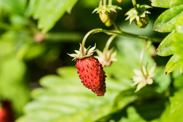 Red ripe wild strawberry on plant in the forest. Selective focus. Shallow depth of field.