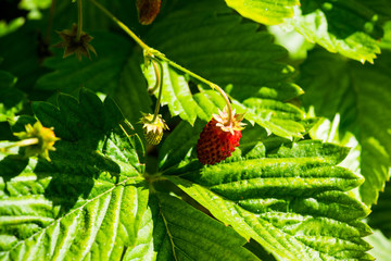 Red ripe wild strawberry on plant in the forest. Selective focus. Shallow depth of field.