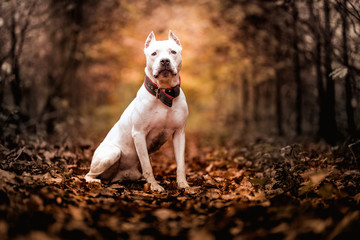 American pitbull terrier