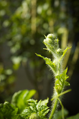 Watermelon vine with ovary