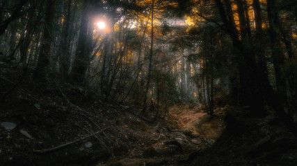 Beautiful mystical forest and sunbeams, Greece, Athos