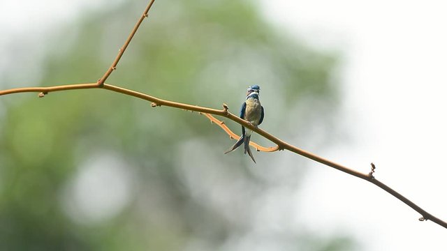 Whiskered treeswift,hd video. Beautiful whiskered treeswift bird flying in perching on small branch  with natural blurred background ,front view.