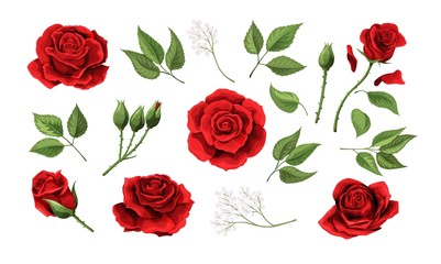 Red roses hand drawn illustration elements colored set - obrazy, fototapety, plakaty