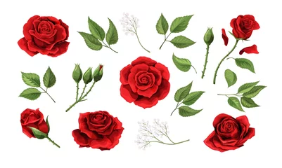Fototapete Blumen Rote Rosen handgezeichnete Illustrationselemente farbiges Set