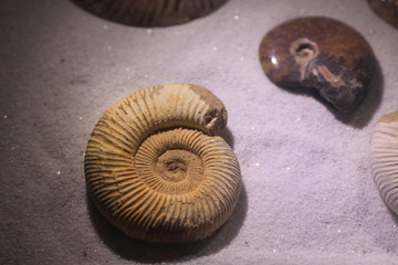 Close up shot of old weathered sea shells