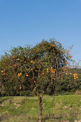 Fototapeta na wymiar 柿の木