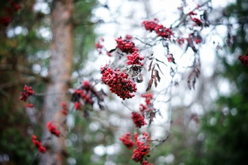 red berries in snow