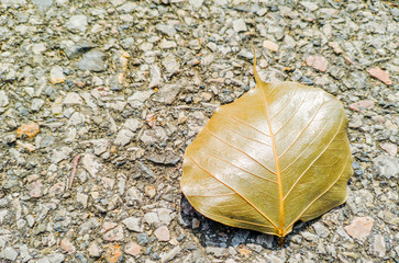 Close up of dried golden bodhi leaves on the ground