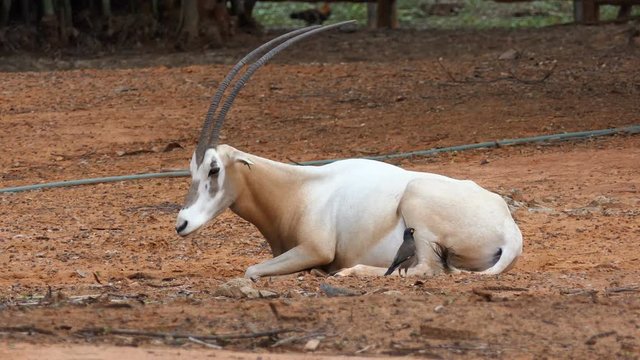 A young goat in nature