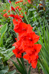Red Gladiolus flowers in full bloom in a garden in a sunny summer day
