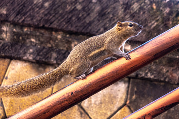 Tiny little native squirrel running up a handrail