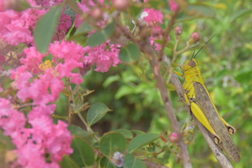 grasshopper on flower