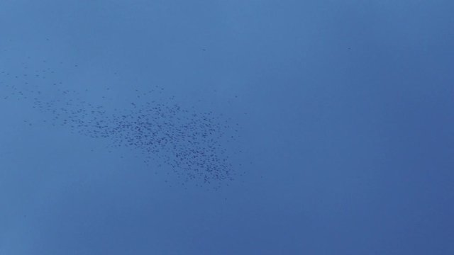 Flock of Bats Leaving Deer Cave for Feeding at Night, Gunung Mulu National Park, Borneo Island, Malaysia