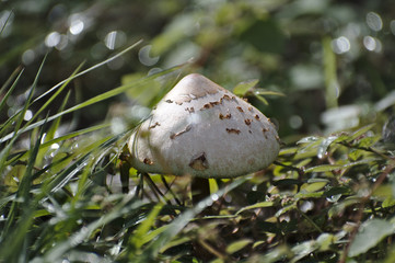 Mushroom in the grass