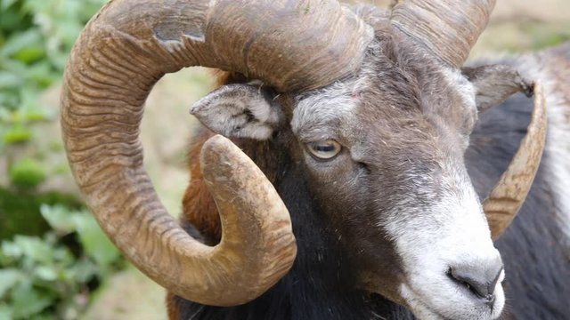 Close up of big horn sheep head in Autumn. Front view with turn to the side.
