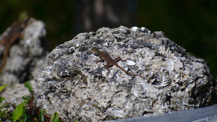 Fototapeta na wymiar lizard on a rock