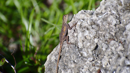 lizard on a rock