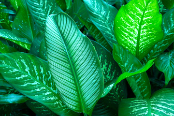 Dark green leaves have natural beautiful patterns on a dark background for wallpapers.