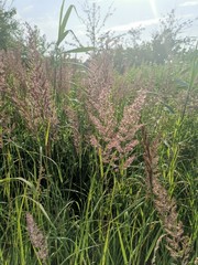Beautiful hiking in Lomma Skåne Sweden