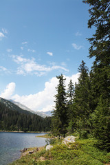 Swiss lake in the spruce forest with fir-tree , Alps. Summer Switzerland.
