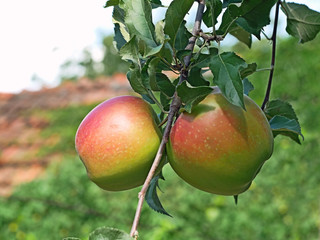 Two ripen apples hanging on thin twig