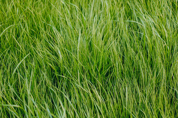 close-up shot of fresh green sprouts grass