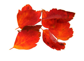 dry leaves isolated on white background