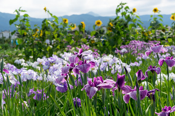 Obraz premium 紫色の菖蒲 アヤメ