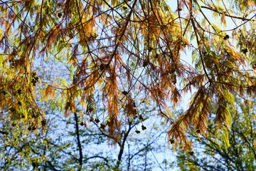 秋に紅葉する針葉樹　-ラクウショウ