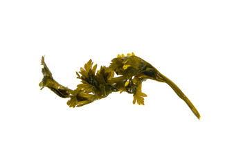 canned parsley isolated on white background