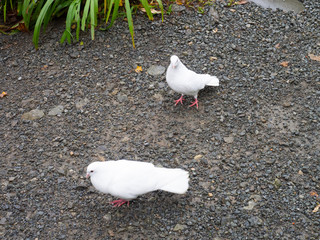 Two White Chickens On Some Gravel