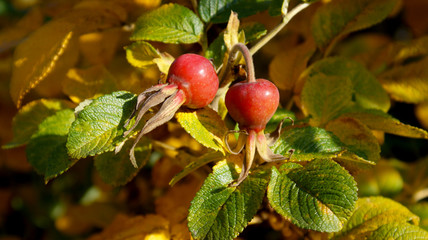 beautiful background of large bright berries of rose hips with leaves starting to turn yellow on a sunny clear autumn day