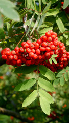 ripe bright red mountain ash hanging in clusters on tree branches on a sunny autumn warm day in the park