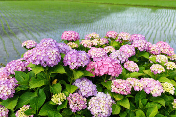 満開のアジサイ　あじさい祭り