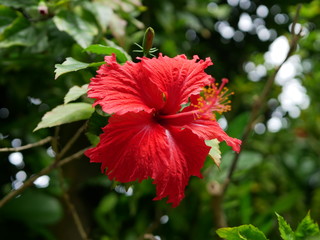 red flower in garden