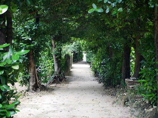 Bise Fukugi Tree Street / 備瀬のフクギ並木