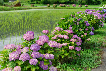 満開のアジサイ　あじさい祭り