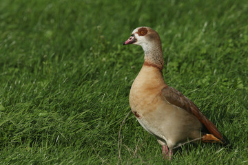 A stunning Egyptian Goose, Alopochen aegyptiaca, standing in a grassy field in the UK.