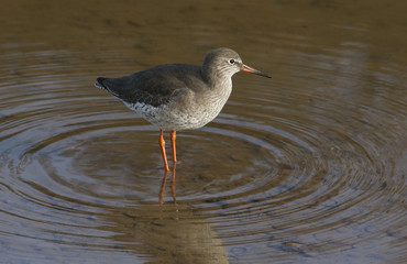 A pretty Redshank, Tringa totanus, hunting for food in a sea estuary, on the Norfolk, coast.