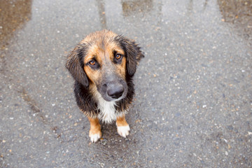 Cute German Shepherd puppy outdoors in the rain. Sad homeless dog sitting on the ground.