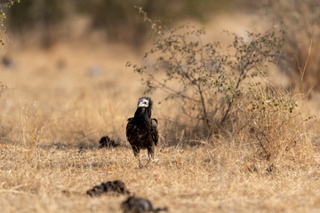 Egyptian vulture or Neophron percnopterus juvenile walking head on at desert national park, jaisalmer, rajasthan, india