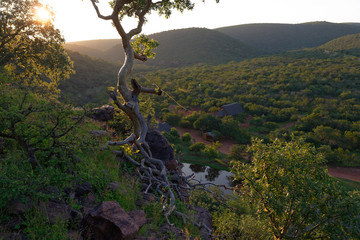 Fototapeta na wymiar Morning in African savanna, South Africa