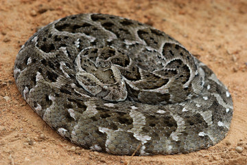 Coiled puff adder in defensive stance