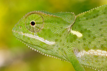 Portrait of the chameleon from South Africa