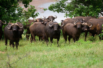 African buffalo in Kruger national park