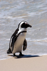Fototapeta premium The African penguin colony on Boulders Beach near Cape Town, South Africa