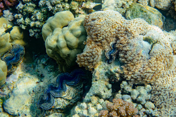 Korallenblock mit Herzmuschel