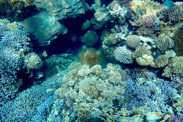 Fototapeta na wymiar Korallengarten mit Anemonen