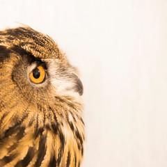 Close up view of an owl looking intently with focus on a white background. Commitment, looking forward, positivity concept. Copy space.